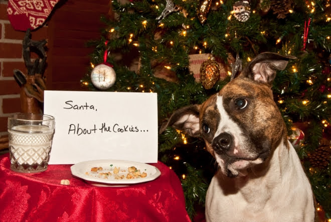 dog in front of tree with plate of eaten cookies and an apology note
