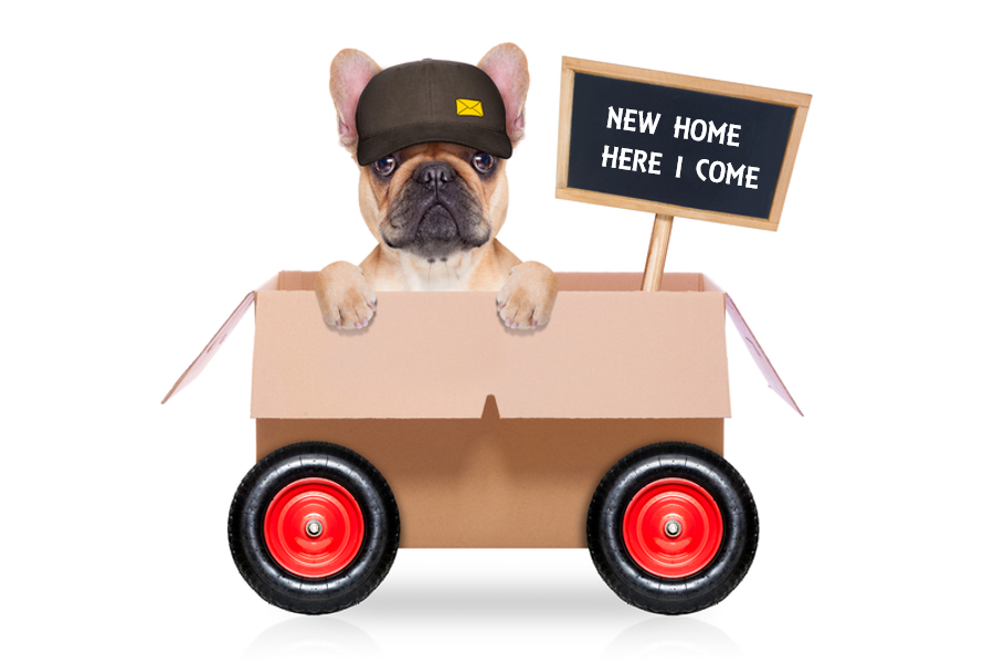 dog in wagon with sign that says new home here i come